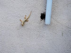 Cara Ampuh Usir Cicak Tanpa Perlu Dibunuh, Cukup Pakai 6 Bahan Alami Ini Cara Ampuh Usir Cicak Tanpa Perlu Dibunuh, Cukup Pakai 6 Bahan Alami Ini