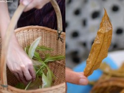 Kriuk! Daun Mangga Goreng yang Renyah Viral di TikTok, Apa Enak?