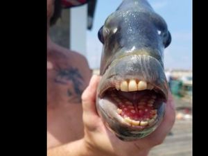 Viral Nelayan Tangkap Ikan Bergigi Mirip Manusia