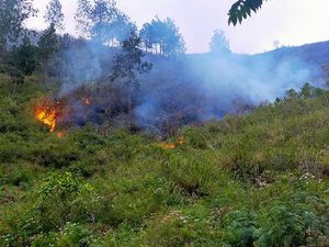 Polisi Tangkap Terduga Pelaku Pembakaran Hutan di Sekitar Danau Toba