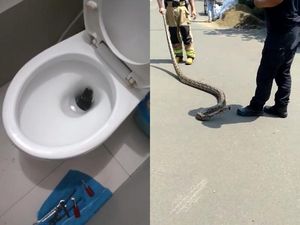 Jabar Banten Hari Ini: Hiii 2 Ular Ngumpet di Toilet-Beras Bantuan Menggumpal Seperti Batu Jabar Banten Hari Ini: Hiii 2 Ular Ngumpet di Toilet-Beras Bantuan Menggumpal Seperti Batu