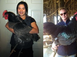 Ayam Hitam Terbesar di Dunia Ini Beratnya Capai 9 Kilogram