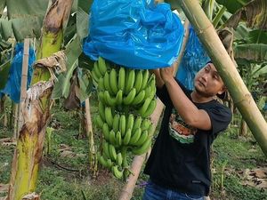 Berkah Saat Pandemi, Pemuda Lamongan Sukses Bertani Pisang Berkah Saat Pandemi, Pemuda Lamongan Sukses Bertani Pisang