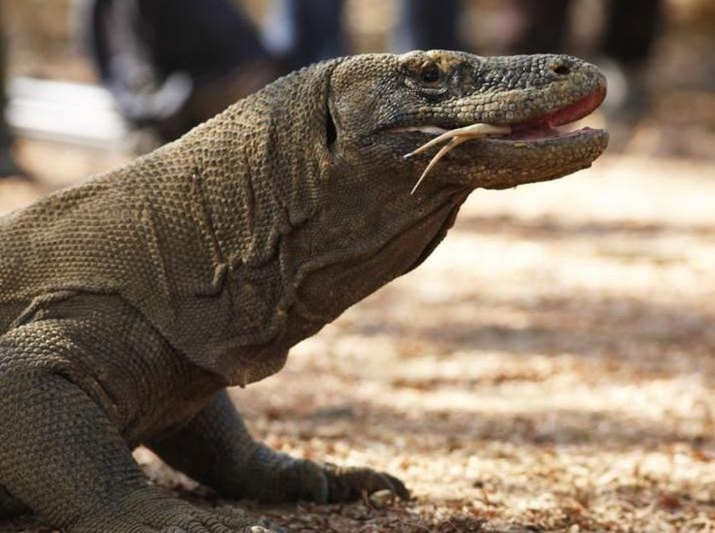 10 Fakta Komodo yang Proyek Habitatnya Diprotes UNESCO