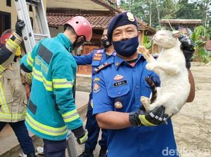Damkar Ciamis Evakuasi Kucing Liar yang Kerap Rusak Rumah Warga