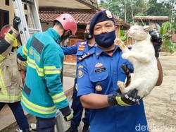 Damkar Ciamis Evakuasi Kucing Liar yang Kerap Rusak Rumah Warga