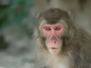 Sejarah! Menangi Pertarungan Vs Pejantan, Monyet Betina Ini Jadi Bos