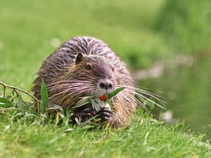 Viral Pria di Singapura Dikeroyok Berang-berang, Lukanya Serius Lho! Viral Pria di Singapura Dikeroyok Berang-berang, Lukanya Serius Lho!