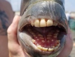 Ikan Bergigi Manusia Bikin Geger Pengunjung Pantai North Carolina