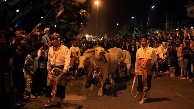 Kirab Kebo Bule khas Surakarta/Foto: cnnindonesia.com