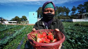 Melihat Puncak Musim Panen Strawberry di Tawangmangu