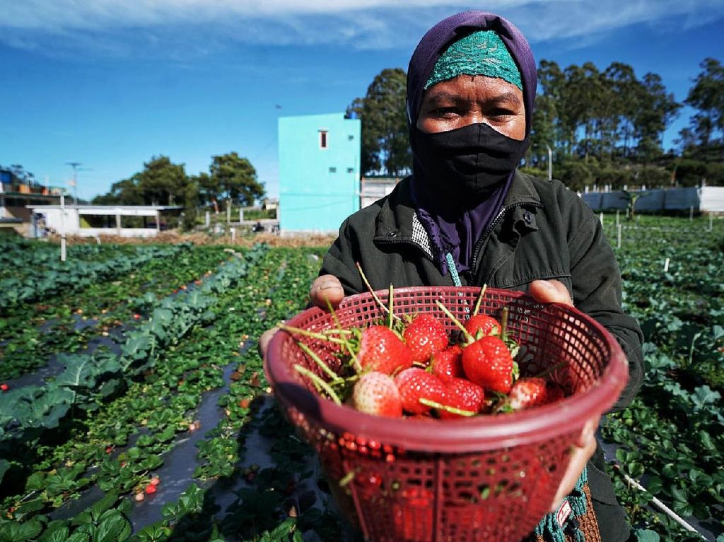 Melihat Puncak Musim Panen Strawberry di Tawangmangu