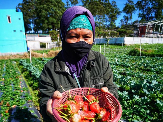 Puncak Panen Buah Strawberry di Tawangmangu