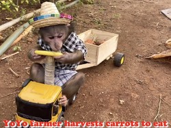 YoYo, YouTuber Monyet yang Pintar Belanja Buah hingga Panen Wortel