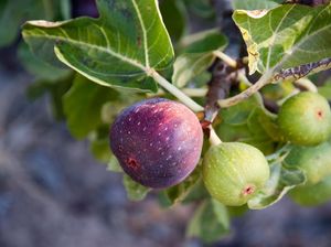 MasyaAllah! 5 Tanaman Ini Tercatat dalam Al-Quran, Buahnya Sering Dimakan Sehari-hari MasyaAllah! 5 Tanaman Ini Tercatat dalam Al-Quran, Buahnya Sering Dimakan Sehari-hari