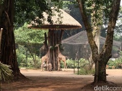 Bonbin Bandung Belum Buka, Lihat Satwanya Bisa dari Sini