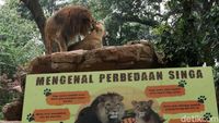 Bonbin Bandung Bersiap Diri Jika Aturan PPKM Dilonggarkan