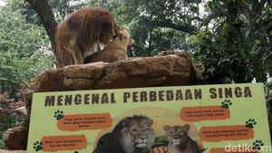 Bonbin Bandung Bersiap Diri Jika Aturan PPKM Dilonggarkan