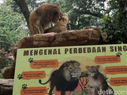 Rekreasi Sambil Belajar di Kebun Binatang Bandung, Segini Harga Tiketnya