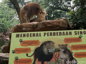 Rekreasi Sambil Belajar di Kebun Binatang Bandung, Segini Harga Tiketnya Rekreasi Sambil Belajar di Kebun Binatang Bandung, Segini Harga Tiketnya