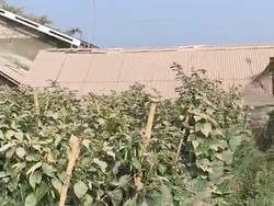 Merapi Erupsi, Wilayah Lereng di Boyolali Juga Diguyur Hujan Abu