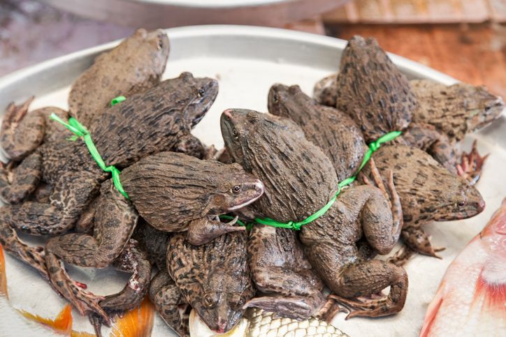 daging keledai halal atau haram u2013 Caribes.net