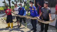 Ini Ular Sanca 5 Meter yang Hebohkan Warga Lamongan