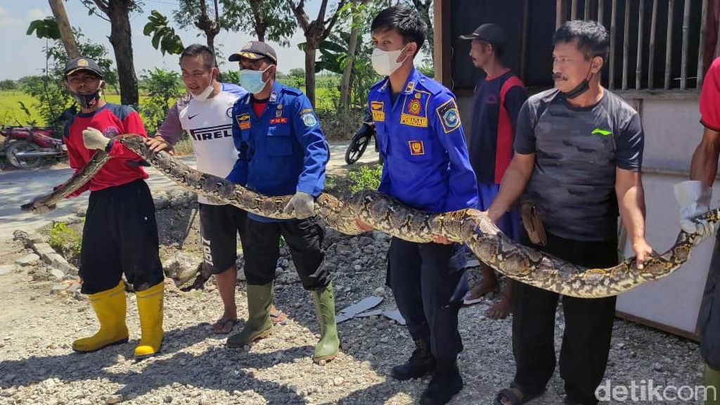 Ini Ular Sanca 5 Meter yang Hebohkan Warga Lamongan Ini Ular Sanca 5 Meter yang Hebohkan Warga Lamongan