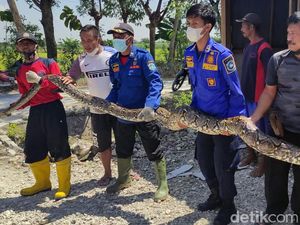 Ini Ular Sanca 5 Meter yang Hebohkan Warga Lamongan