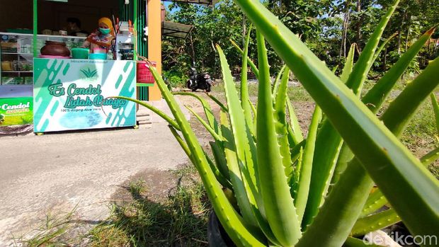 Proses pengolahan lidah buaya menjadi aneka santapan di Galery De Cends Aloe Vera miliknya di Kalurahan Sidomulyo, Kapanewon Pengasih, Kulon Progo.