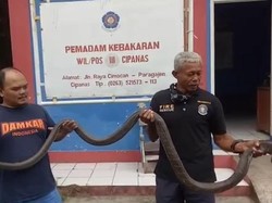 Geger King Kobra 3,5 Meter Merayap di Atap Rumah Warga Cianjur