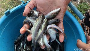 Ribuan Ikan Keting Mendadak Muncul di Sungai Cikeruh Bandung