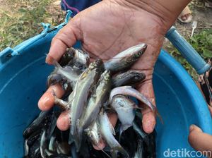 Ribuan Ikan Keting Mendadak Muncul di Sungai Cikeruh Bandung