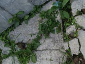 Lagi, Tiga Ekor Burung Pipit Mati Misterius di Sukabumi