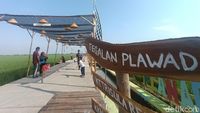 Foto: Kampung Plawad, Sawah Cantik untuk Dikunjungi di Karawang