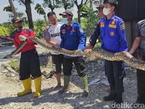 Ular Sanca Besar Diamankan Setelah Sempat Lilit Kaki Petugas Damkar Lamongan
