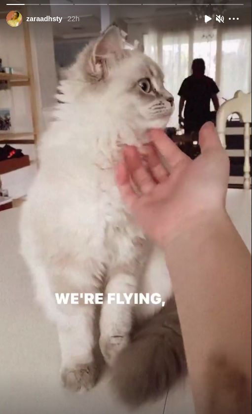 Zara perlihatakan tangan lebamnya sambil main bareng kucing peliharaan