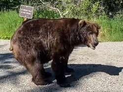 Video: Siswa dan Guru di Kanada Diserang Beruang Grizzly, 11 Orang Luka