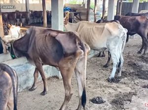 Di Bengkel Sapi Rusak Ini Sapi Digemukkan dengan Pakan Kulit Singkong dan Tepung Kedelai Di Bengkel Sapi Rusak Ini Sapi Digemukkan dengan Pakan Kulit Singkong dan Tepung Kedelai