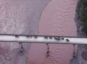 Kisah Gajah Pengembara di China yang Akhirnya Pulang