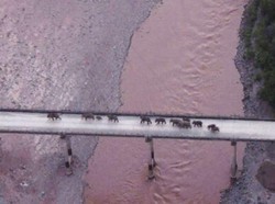 Kisah Gajah Pengembara di China yang Akhirnya Pulang