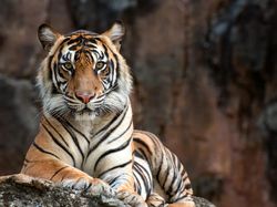 Santapan Ekstrem Warga Korea Utara