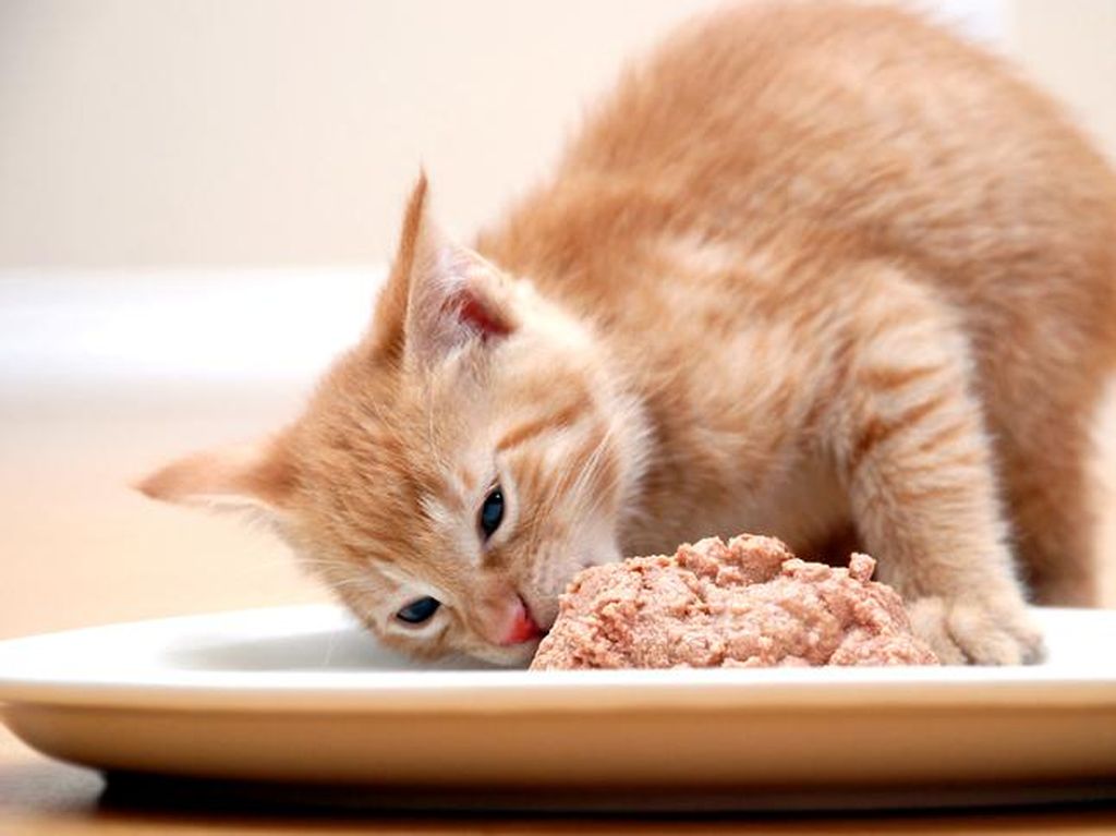 Disangka Camilan, Ibu Ini Menyantap Makanan Kucing Peliharaan Sang Anak