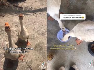 Pelihara Itik yang Suka Hidup Mewah, Wanita Ini Gemas Ingin Memasaknya Jadi Rendang Pelihara Itik yang Suka Hidup Mewah, Wanita Ini Gemas Ingin Memasaknya Jadi Rendang