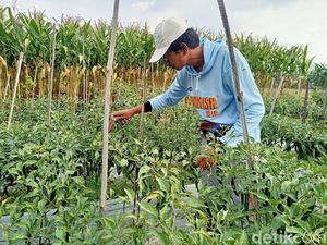 Keluh Petani Cabai di Tengah Harga yang Anjlok Karena PPKM