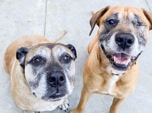 Usai Kematian Massal Anjing di Australia, Anda Berhak Tahu Isi Kandungan Makanan Hewan Peliharaan