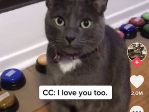 Viral Aksi Kucing Merayu Minta Makan di TikTok