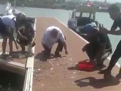 Viral Ribuan Ikan Loncat ke Daratan di Banyuwangi