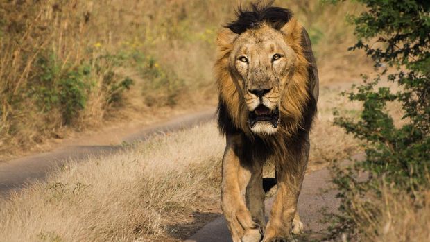 Asiatic Lion walking in jungle of Gir National Park in India.