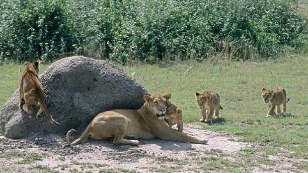 Ishasha Sector – Queen Elizabeth National Park, Uganda